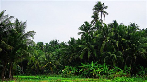 原阳县豪华别墅还能生纸吗? 原阳县豪华别墅还能生纸吗?